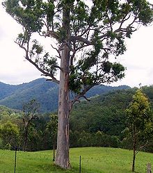 Eukalyptus propinqua Ellenborough River Valley.jpg