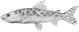 Eugnathichthys eetveldii