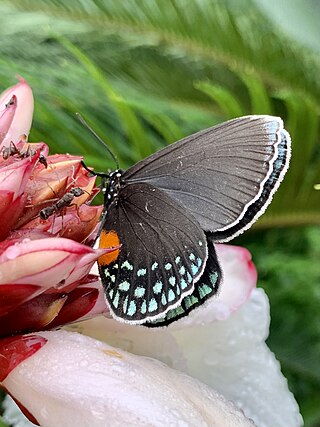 <i>Eumaeus godartii</i> Species of butterfly