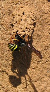 Potter wasp building a nest Eumenide Nestbau.jpg