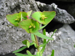 <i>Euphorbia azorica</i> Species of flowering plant