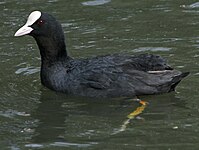 Coot, Eurasian Fulica atra