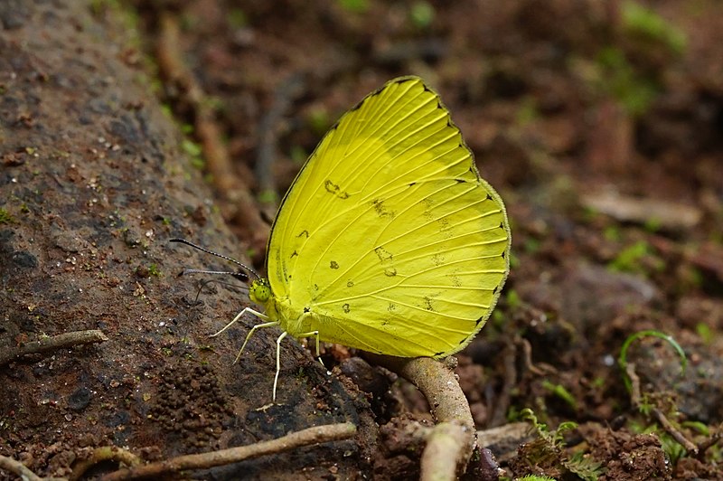 File:Eurema hecabe 03000.JPG