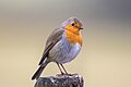 * Nomination An European robin on a fence post in Bouffémont, France --Alexis Lours 17:22, 25 December 2021 (UTC) * Decline  Oppose It is a borderline case. But the focus is not sitting at the eye. --Augustgeyler 10:30, 29 December 2021 (UTC)