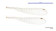 Thumbnail for File:Eurysticta kununurra female wings (34788248966).jpg