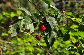 User:Sminthopsis84 says Unidentified Rubus - Jmabel