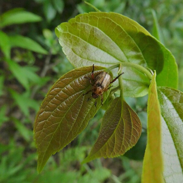 File:Exomala orientalis on the leaf - 2.jpg