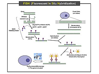 FISH testing, a standard techniqure for identifying pathogens, is done automatically by Cepheid's GeneXpert test systems FISH (Fluorescent In Situ Hybridization).jpg