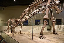 FMNH Rapetosaurus.jpg