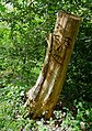 Basic carving on Lesnes Abbey Woods, Abbey Wood.