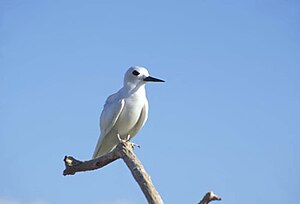 Fairy Tern, Ducie Island.jpg