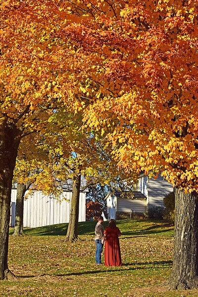 File:Fall foliage at Sky Meadows State Park (dd).jpg