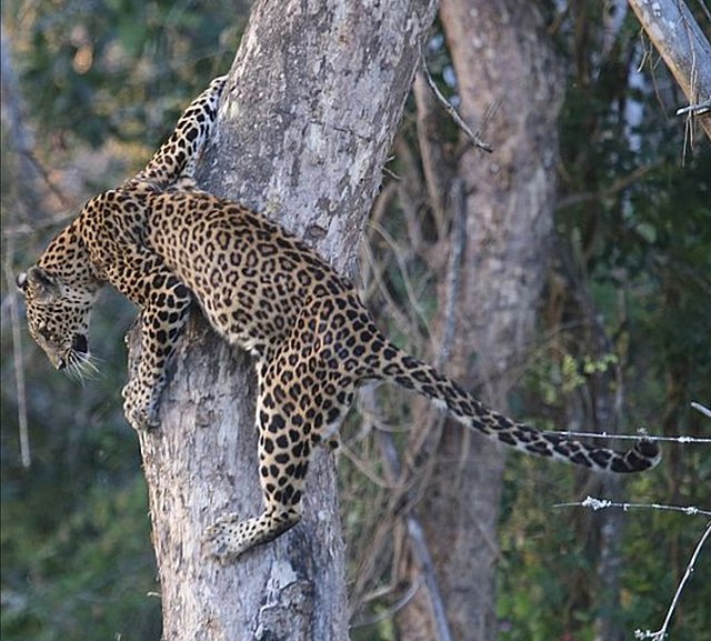 Leopard in Masinagudi