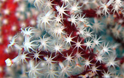 Des petites gorgones (fortement grossies), blanches, avec leurs tentacules, reliées entre elles par leur squelette ramifié (ici, en rouge), pour former une colonie.