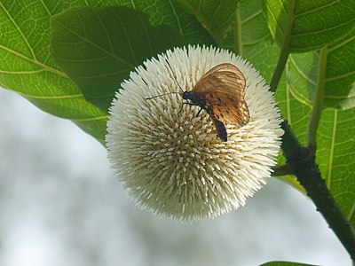 Fauna and flora at the UAC Botanical Garden Photograph: Bernice gbetie