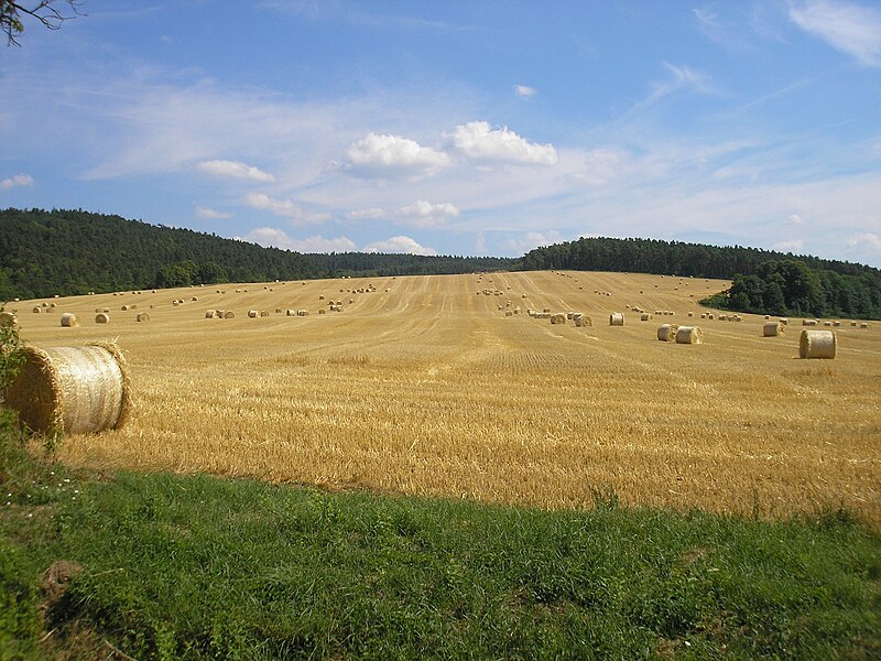 File:Feld bei Dienstedt.JPG