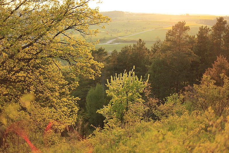 File:Feldahorn vor Kiefernwald im Naturschutzgebiet Gültlinger und Holzbronner Heiden.jpg