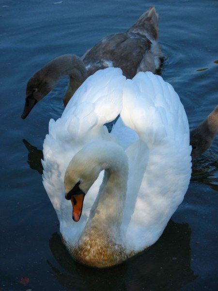 File:Female swan.jpg