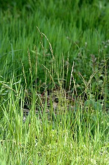 Red Fescue is one of the dominant species in subcommunity MG5c and is found at Briarcroft Pasture. Festuca.rubra.2.jpg