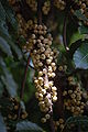 Ficus racemosa detail