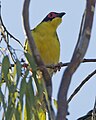 Figbird (Sphecotheres vieilloti) - Flickr - Lip Kee (6).jpg