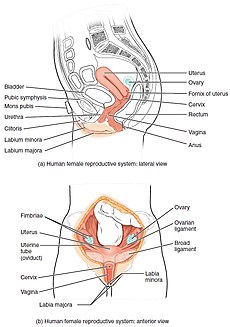 Verskillende strukture wat om die menslike baarmoeder geleë is of daarmee verband hou.