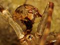 Fishing Spider Exuviae - Flickr - treegrow (1) .jpg