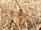 Libellula saturata