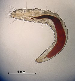 Ctenocephalides - Wikipedia, la enciclopedia