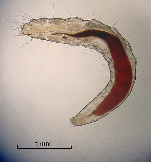 Microscopic image of a flea larva. The red area is ingested blood