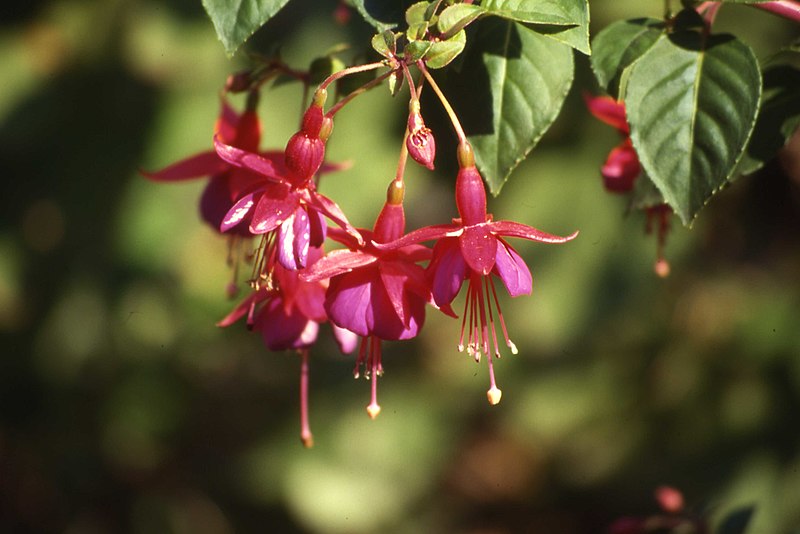 File:Fleurs de fuchsia.jpg