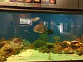 Flint Riverquarium exhibit