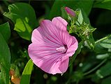 Lavatera trimestris (Malvaceae) Annual Lavatera