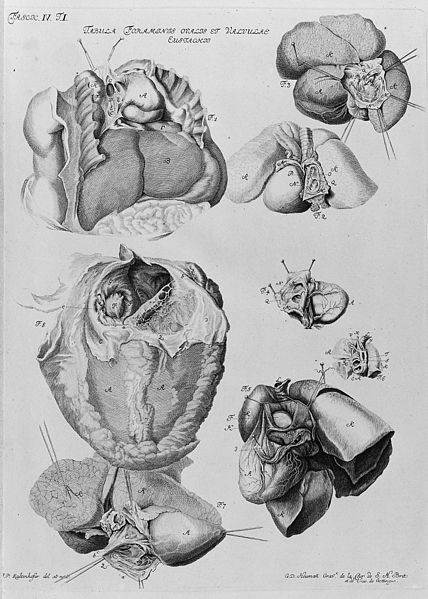 File:Foramen ovale and Eustacian valve, in Iconum anatomicarum. Wellcome M0017122.jpg