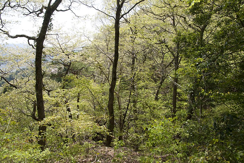 File:Forest in Mt.Nabeashi 01.jpg