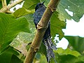 Fork-tailed Drongo-Cuckoo (Surniculus dicruroides).jpg