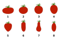 Formes de tomates.svg