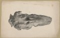 Fossil, Fig. 2) - C. Fenderich del. ; P.S. Duval, Lith LCCN2017657789.tif