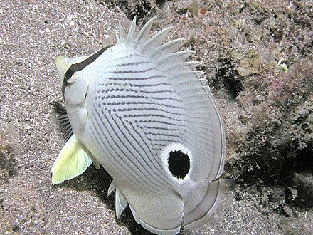 Four-Eye Butterflyfish, Chaetodon capistratus, showing its concealed eye and false eyespot near the tail