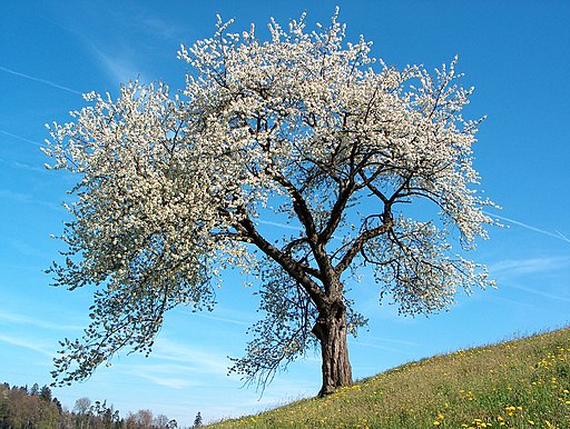 Frühling blühender Kirschenbaum