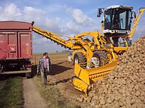 Die oes van suikerbiet, die belangrikste landbou-aktiwiteit in Brabant Hesbaye
