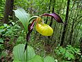 Cypripedium calceolus