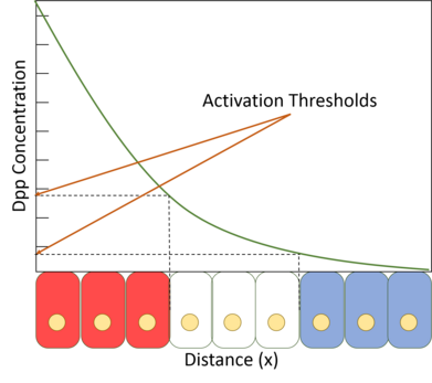 Morphogen concentration as a function of distance from the source (commonly referred to as the "French Flag Model"). The concentration of Dpp within certain boundaries and above certain thresholds lead to different cell fates. The exponential decay of the gradient allows the thresholds to not be affected by differences in tissue length. For example, with one set of parameters, an 80% drop in concentration will always occur 1/3 of the length of the tissue away, regardless of tissue size. FrenchFlag.png