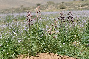 Fritillaria persica 1.jpg