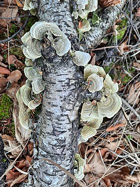 Fungal curves on birch deadfall.