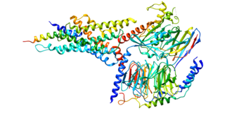 <span class="mw-page-title-main">Glucagon-like peptide-2 receptor</span> Protein-coding gene in the species Homo sapiens