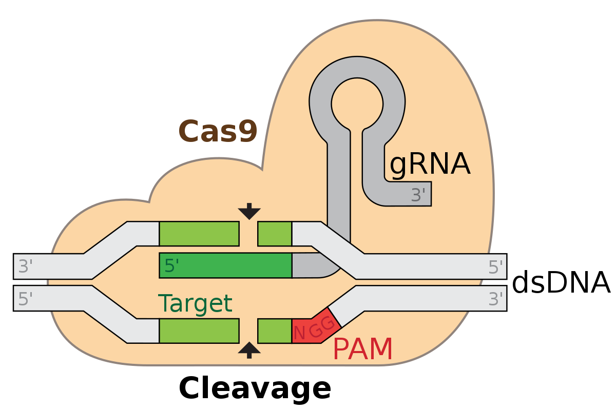 CRISPR-Cas9 gene editing tool