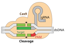 Komplex CRISPR-Cas9