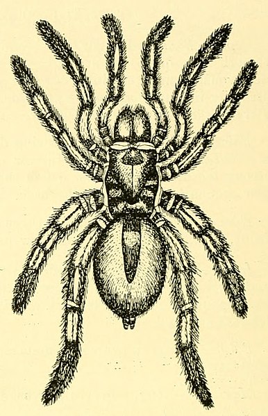 File:Gaius villosus, female, drawing from species description.jpg