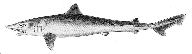 File:Galeorhinus galeus1.jpg